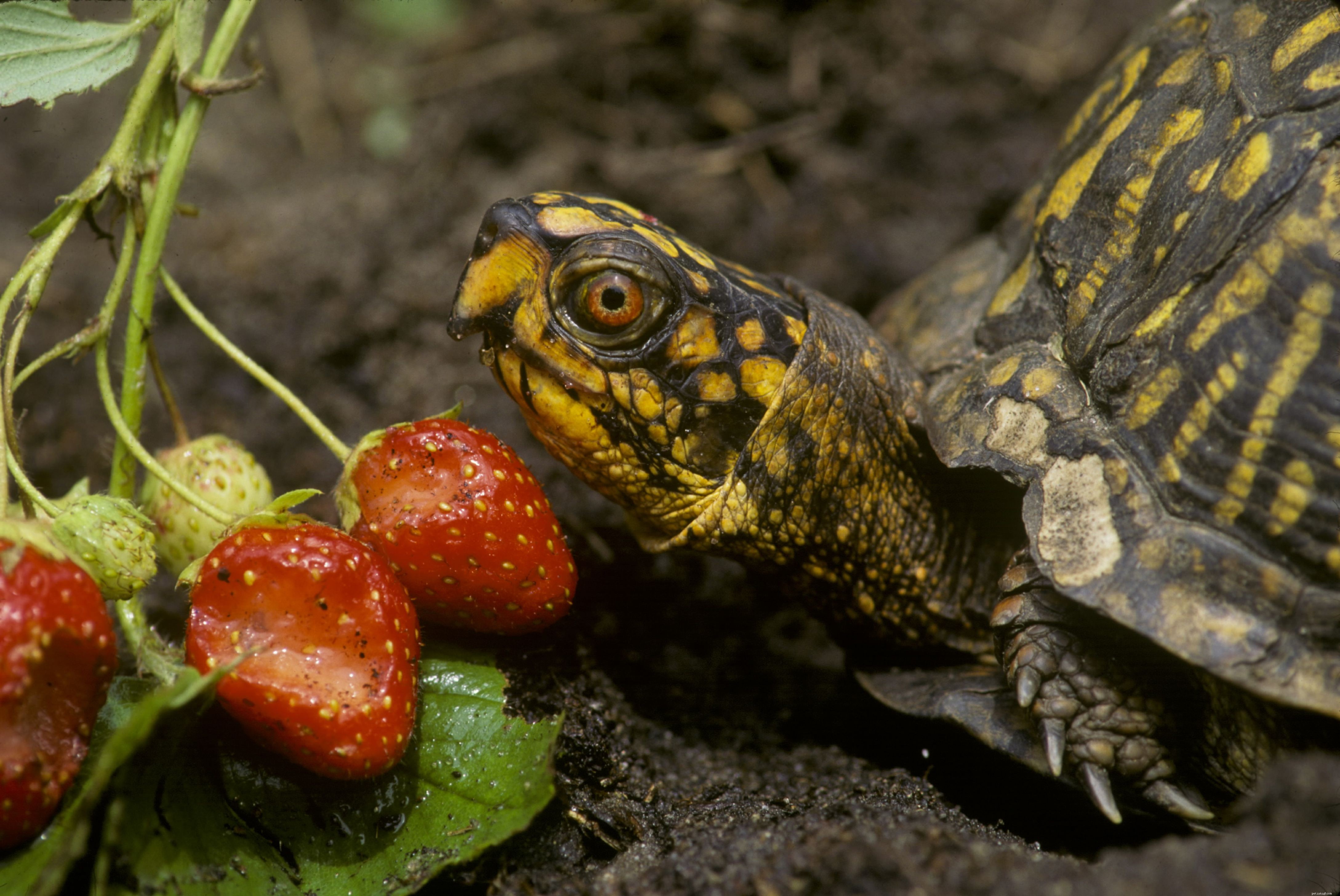 Чем кормить коробчатую черепаху