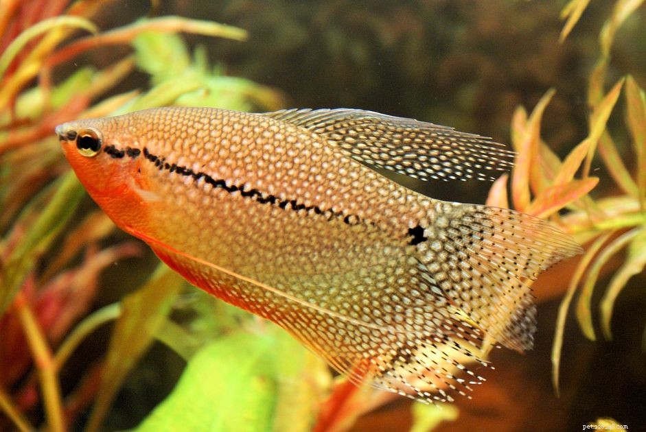 Profil rybího druhu Pearl Gourami