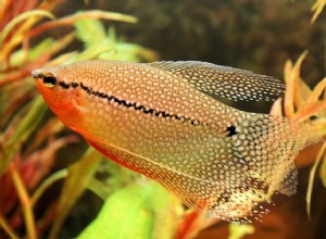 Perfil da espécie de peixe Pearl Gourami