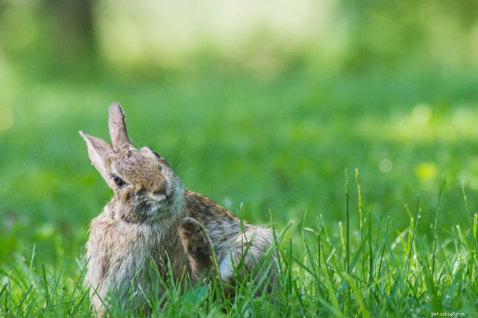 Зуд и расчесы у кроликов