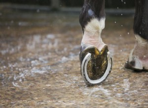 どのくらいの頻度であなたの馬は再撃されるべきですか？ 