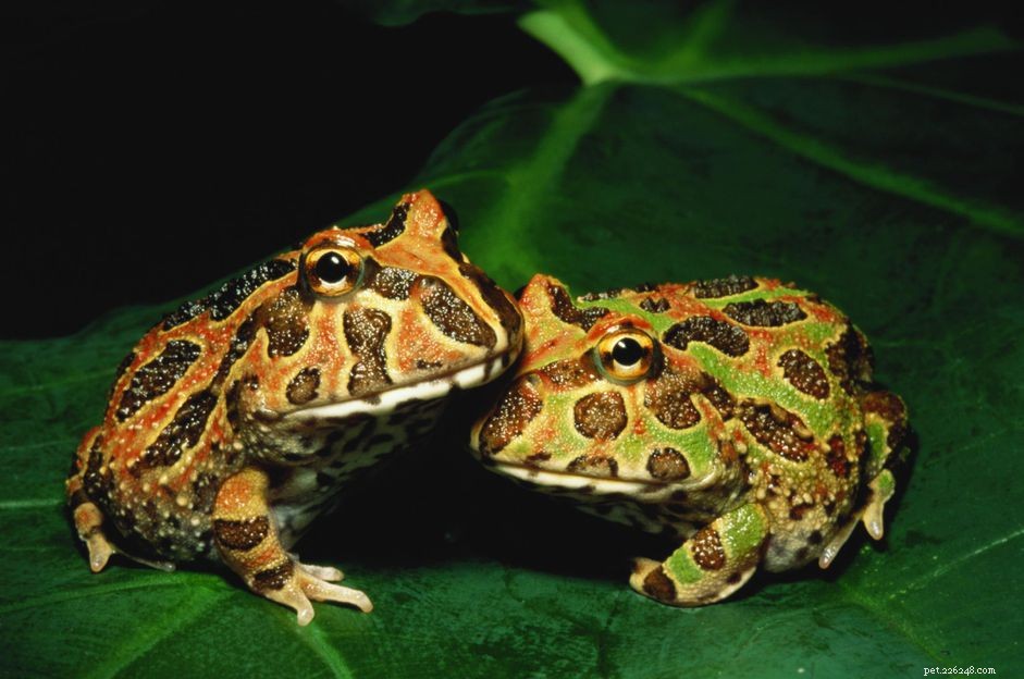 Pacman Frogs:профиль видов
