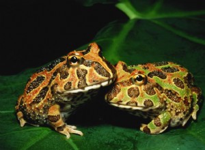 Pacman Frogs:профиль видов