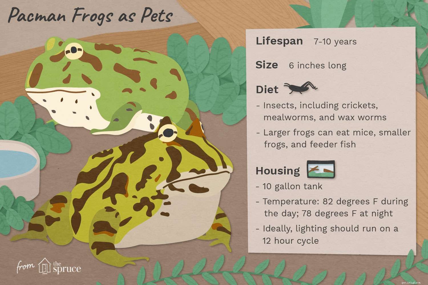 Pacman Frogs:Soortenprofiel