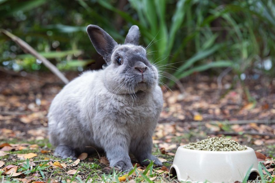 Verlies van eetlust bij konijnen als huisdier