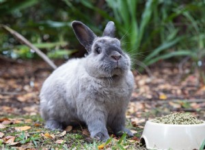 Perda de apetite em coelhos de estimação