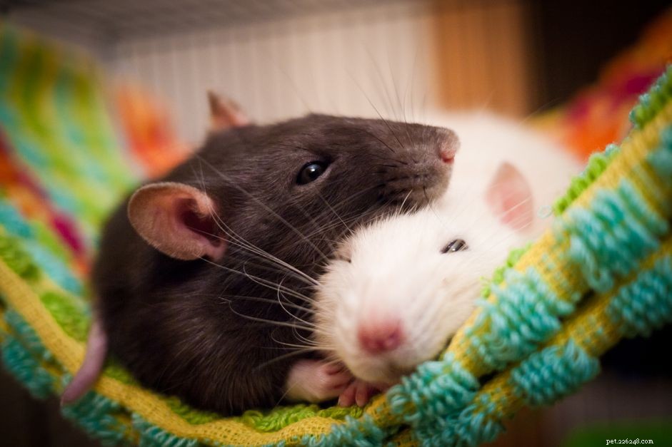 Att hålla och ta hand om husdjursråttor