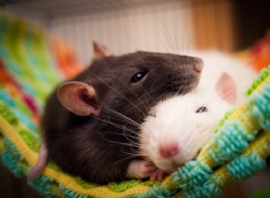 Содержание домашних крыс и уход за ними