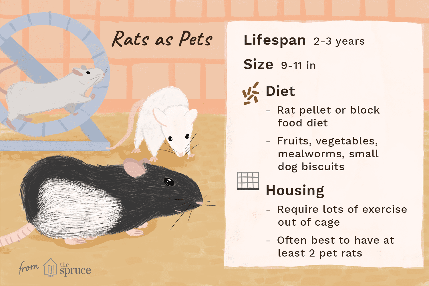 Manter e cuidar de ratos de estimação