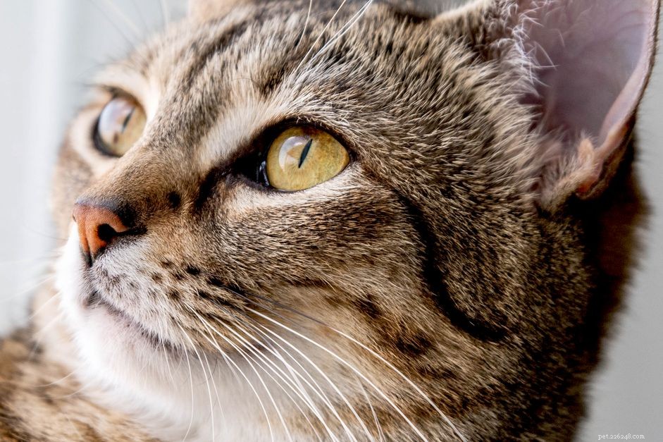 Katter och deras mycket unika ögon