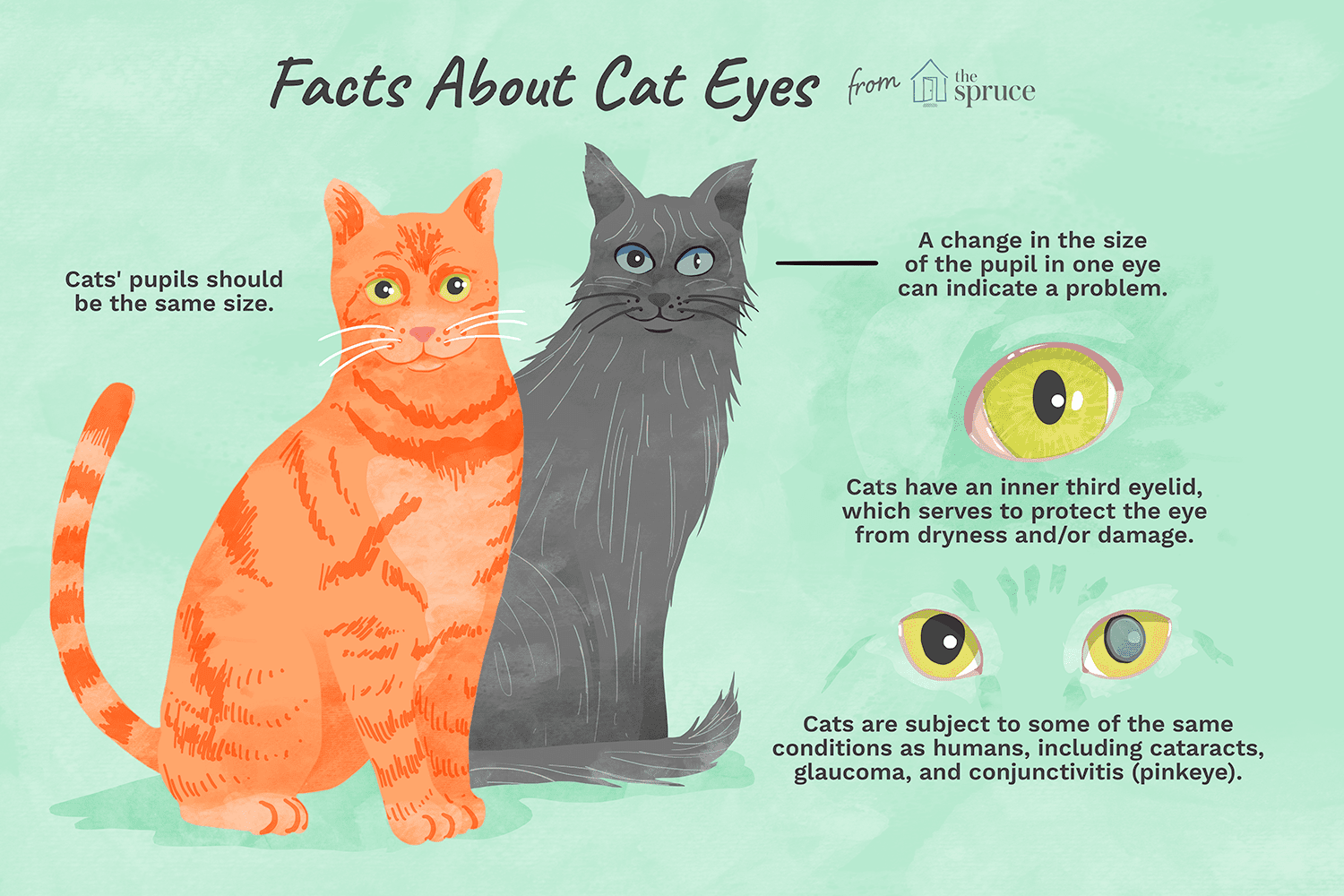 Katter och deras mycket unika ögon