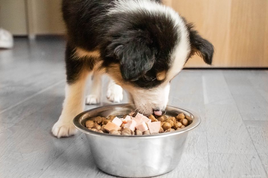 Os prós e contras de alimentar os cachorros com ração
