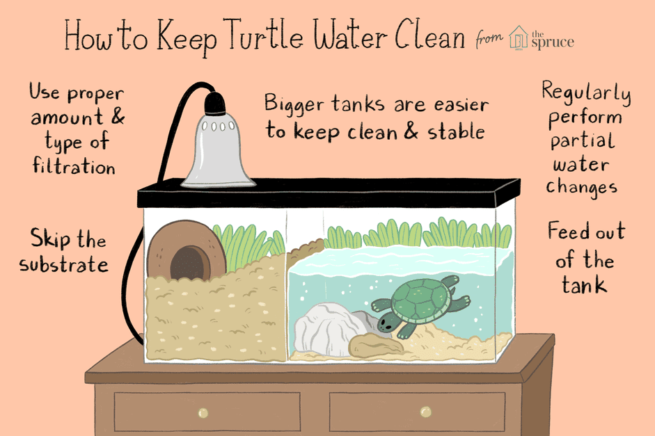 Manter a água do tanque da tartaruga limpa