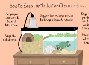 Udržování čistoty vody ve vaší želví nádrži