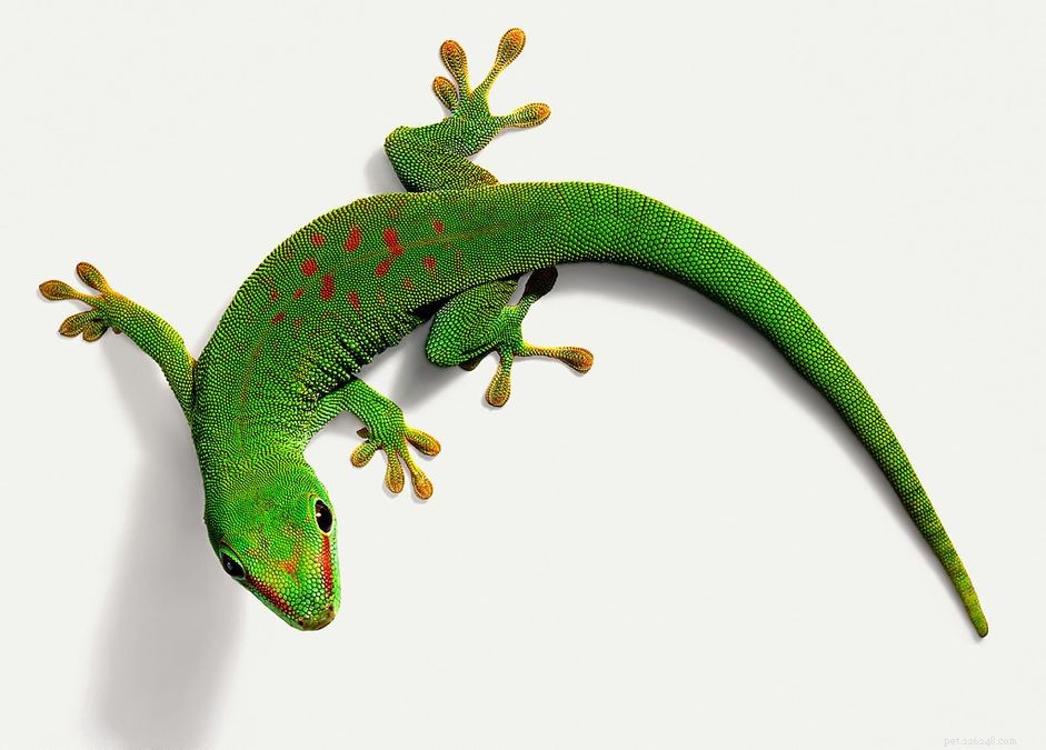 Geckos diurnes :profil d espèce