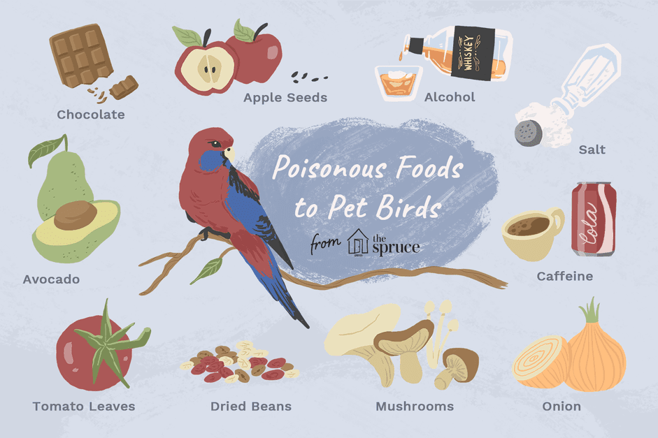 새를 중독시킬 수 있는 10가지 일반적인 음식