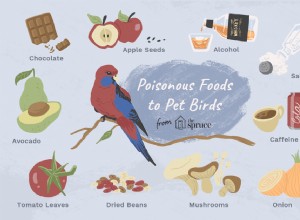새를 중독시킬 수 있는 10가지 일반적인 음식