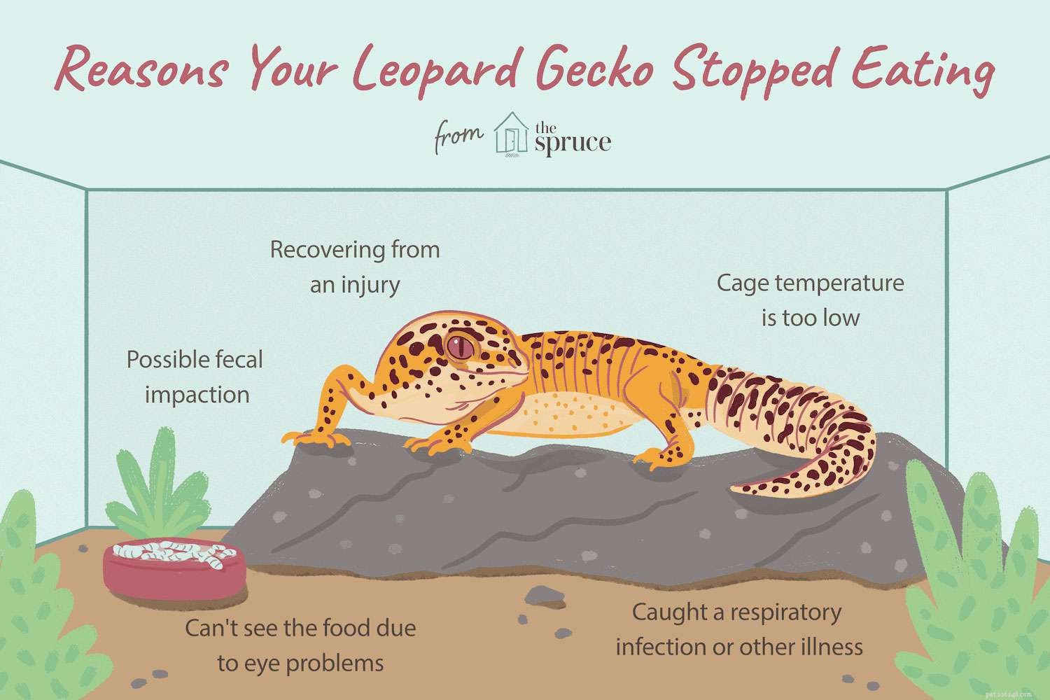 Wat te doen als je luipaardgekko stopt met eten