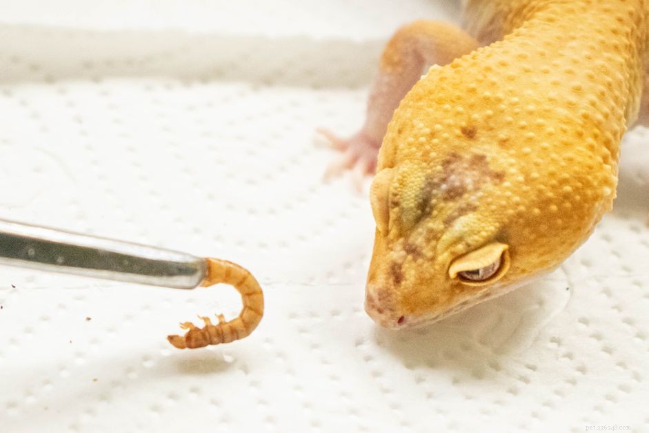 레오파드 도마뱀붙이가 먹지 않는 경우 대처 방법