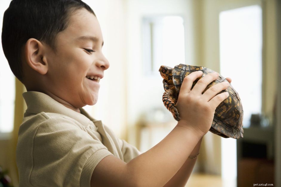 Huisschildpadden binnenshuis en aangepaste behuizingen bouwen