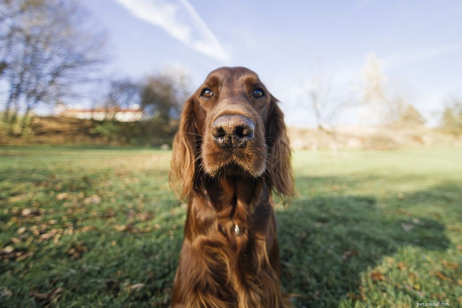 Saignements de nez chez les chiens
