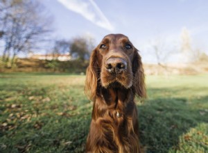 犬の鼻血 