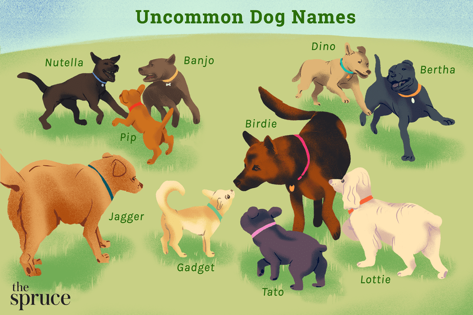 あなたのユニークなペットのための76の珍しい犬の名前 