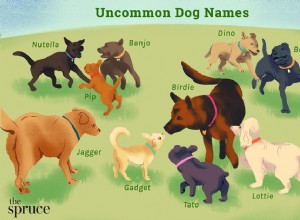 76 neobvyklých psích jmen pro vašeho jedinečného mazlíčka