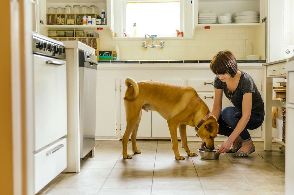 당뇨병 강아지에게 어떤 음식을 먹여야 하나요?