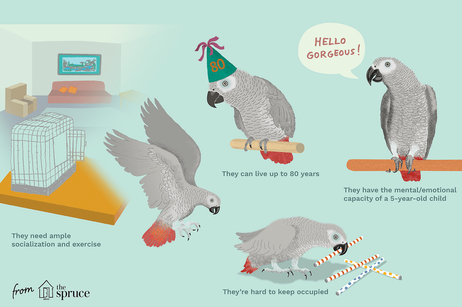 아프리카 회색 앵무새에 대한 사실