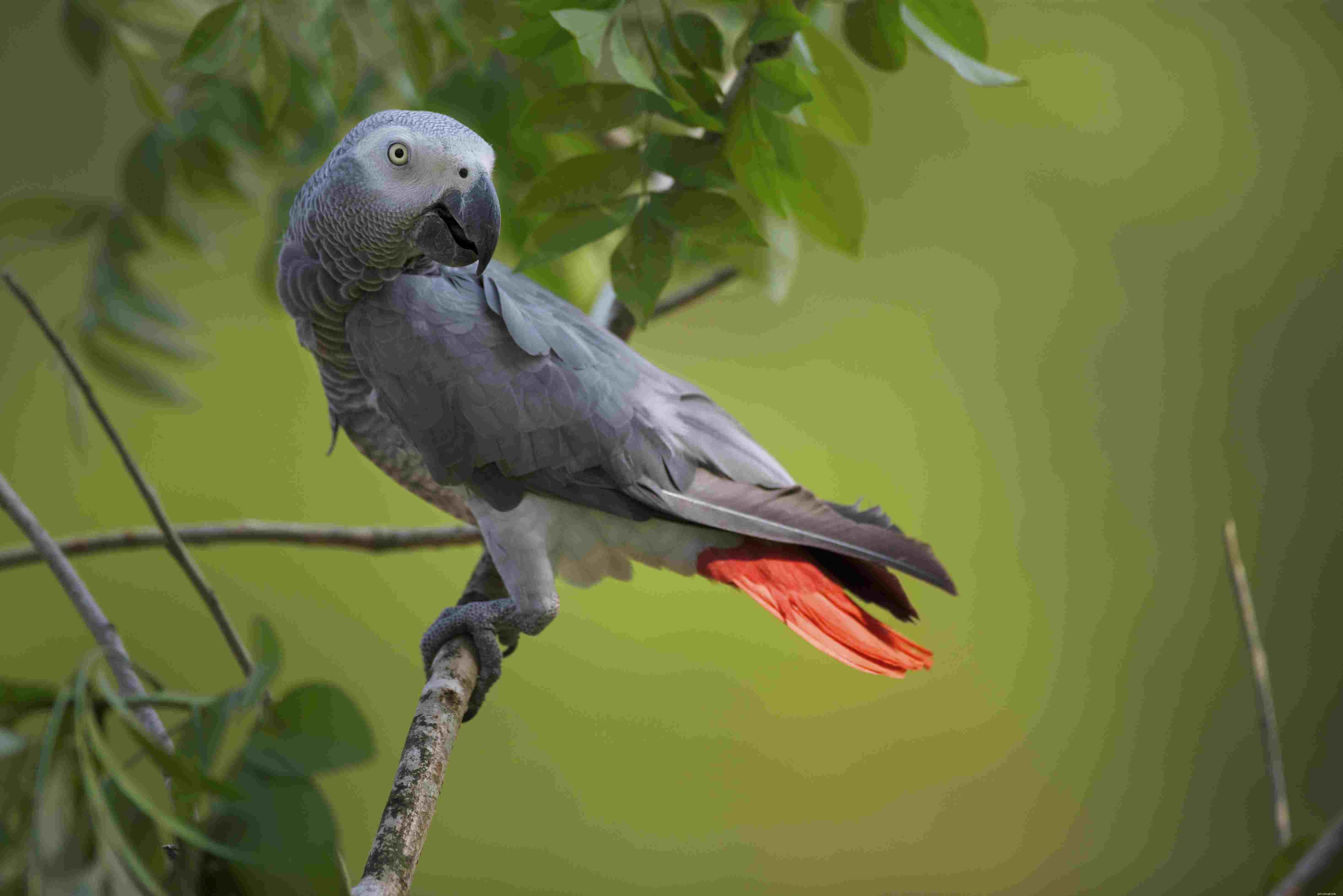 Fakta om afrikanska grå papegojor