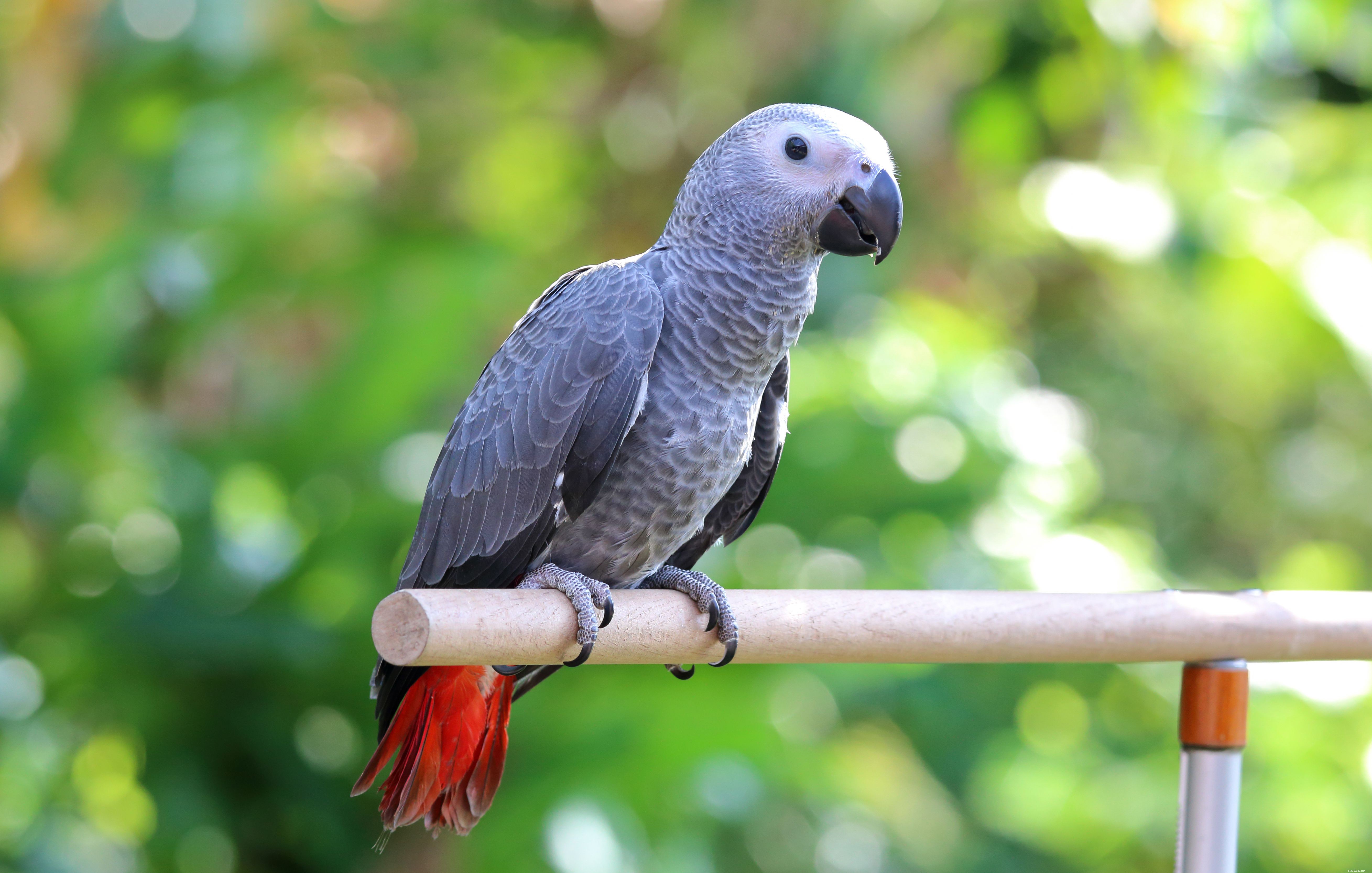 Feiten over Afrikaanse grijze papegaaien