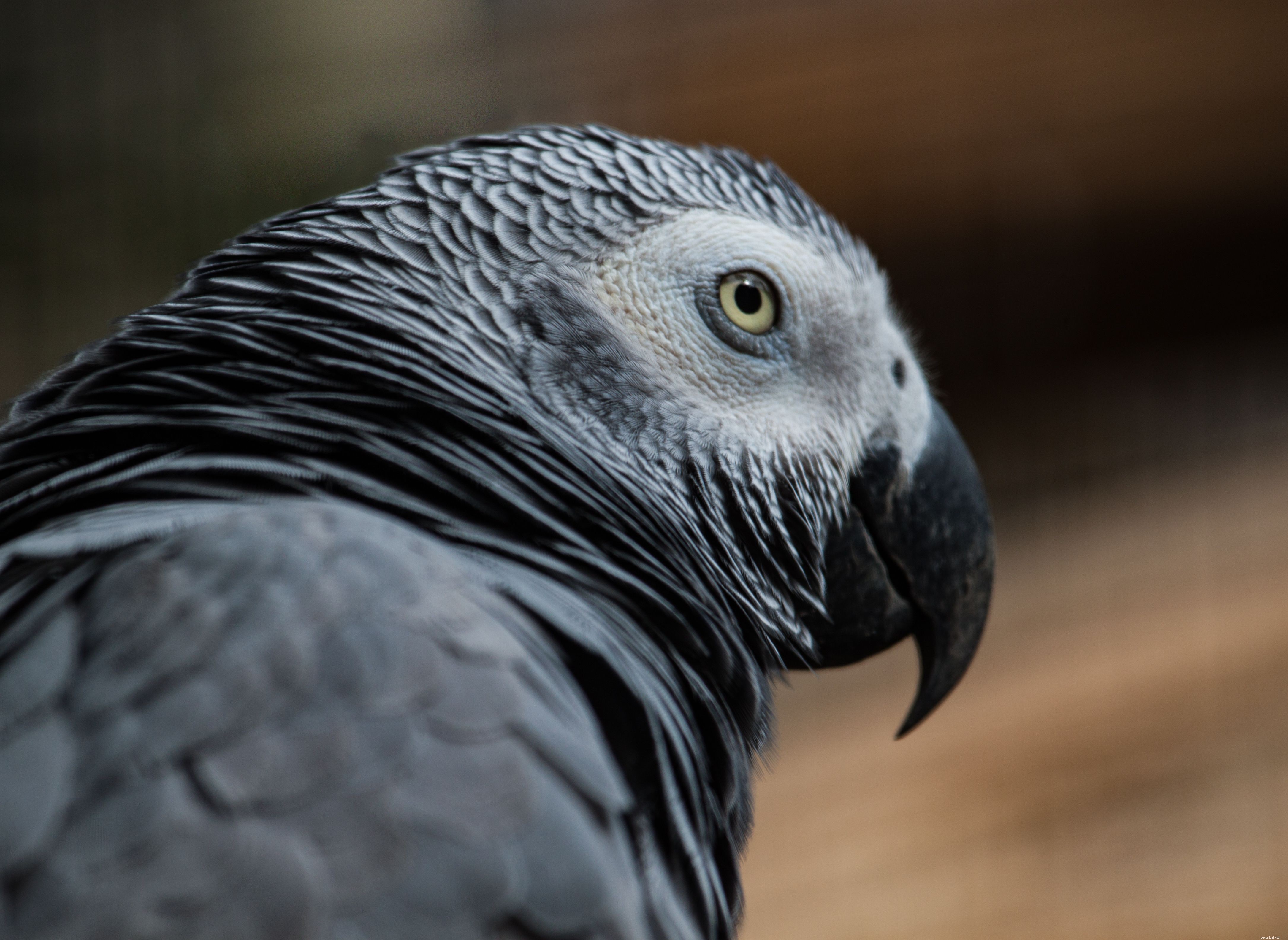 Fakta o afrických papoušcích šedých