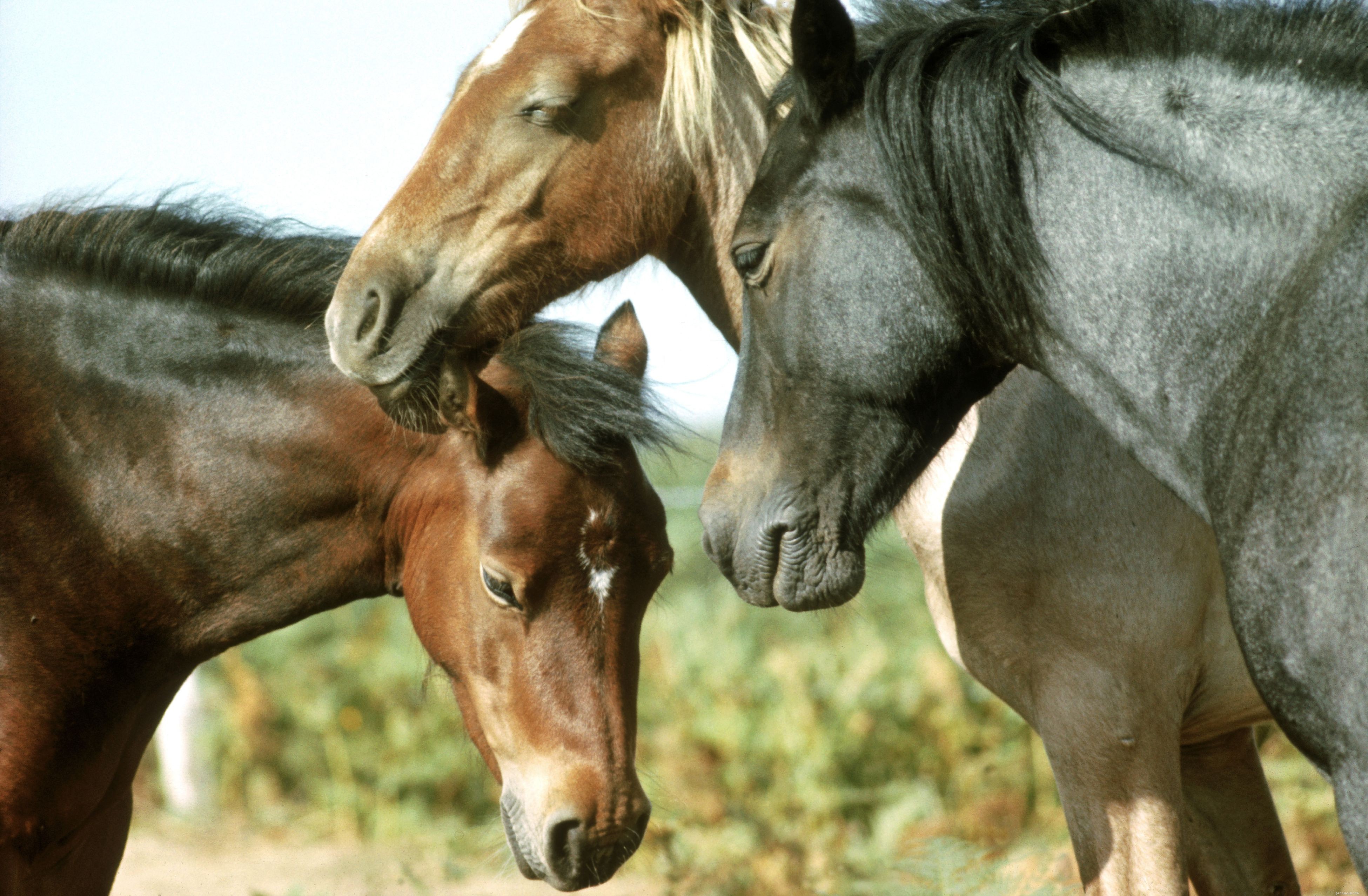 15 увлекательных фактов о лошадях
