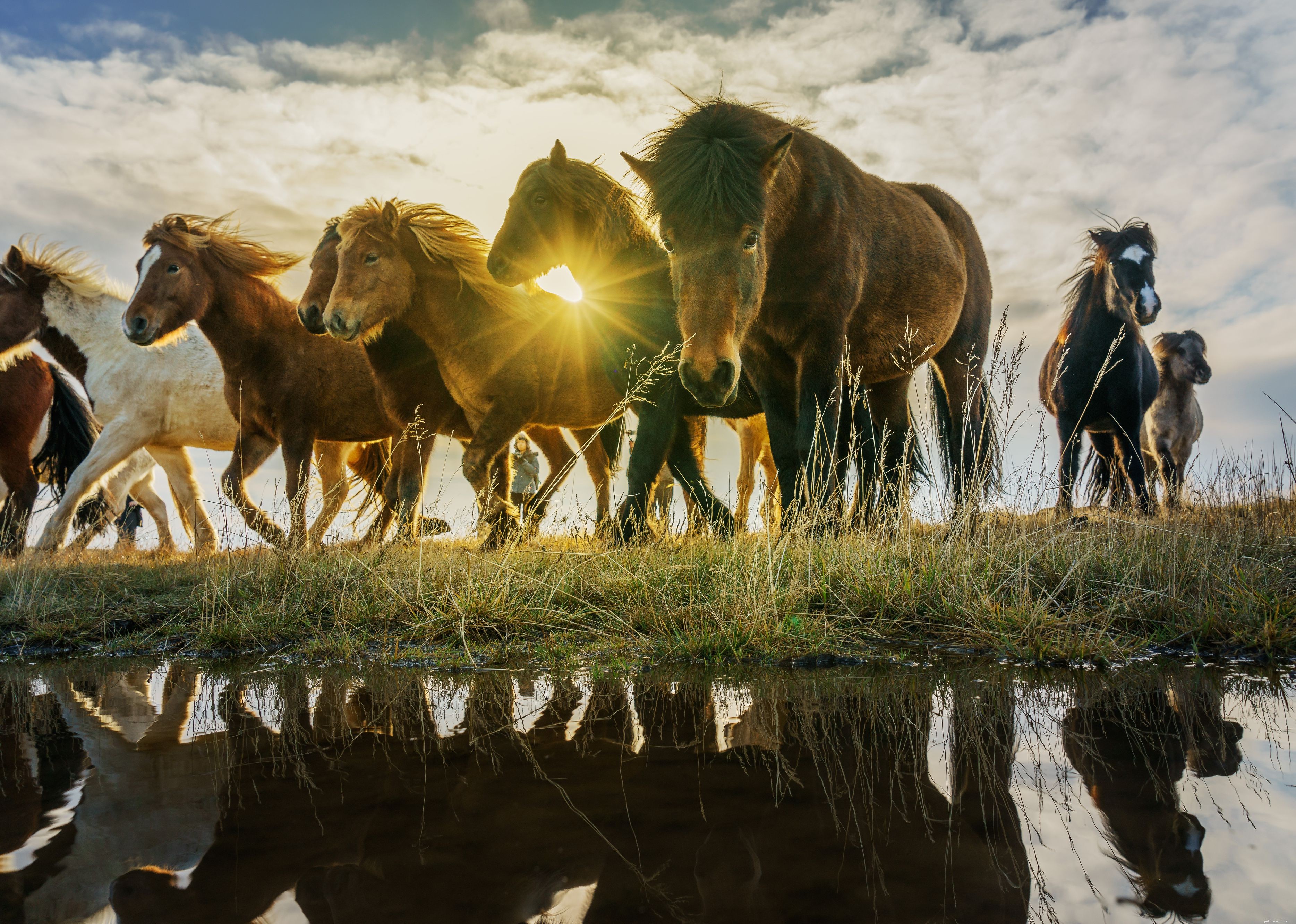 15 fascinerende feiten over paarden
