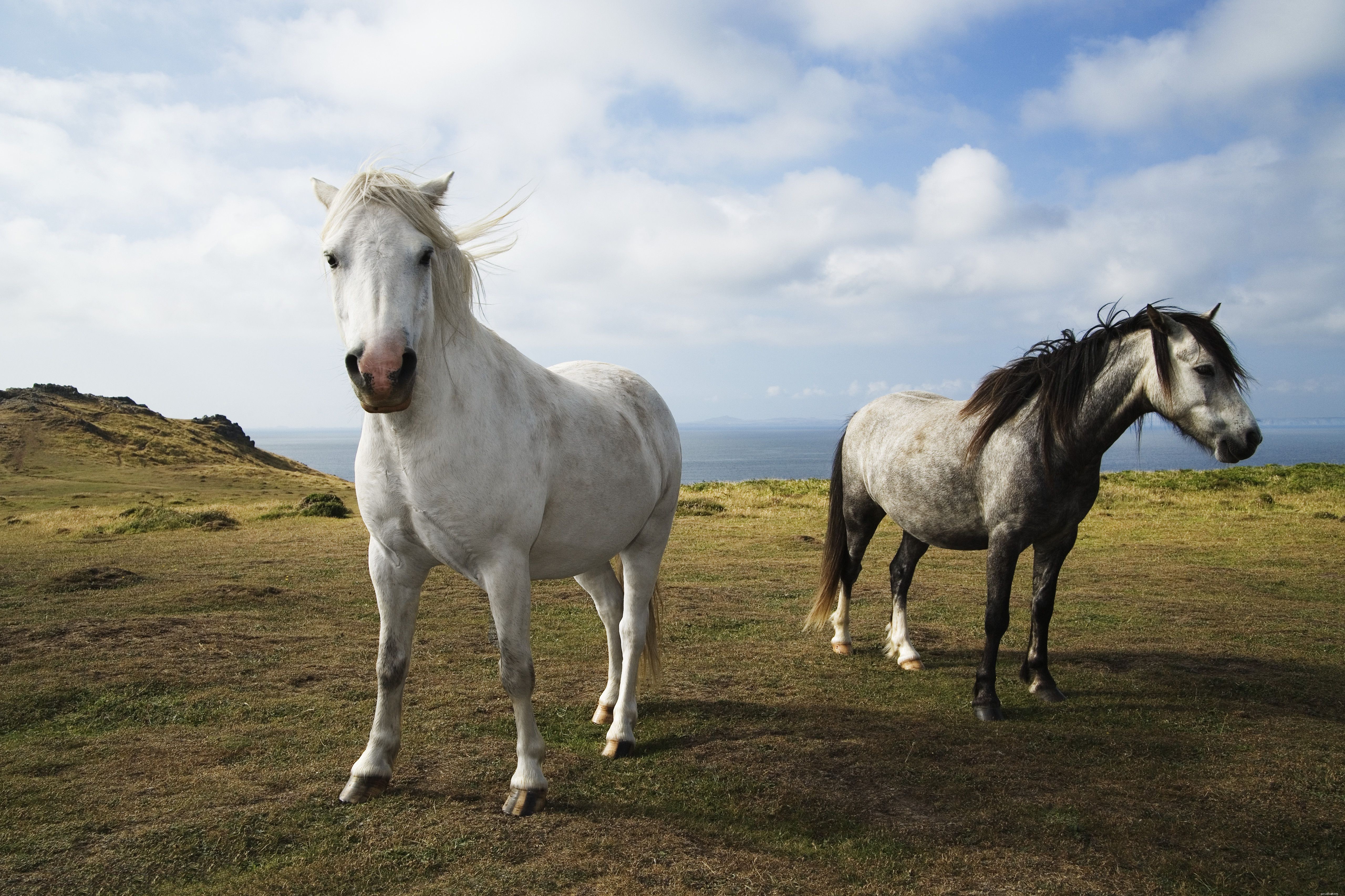 15 fascinujících faktů o koních
