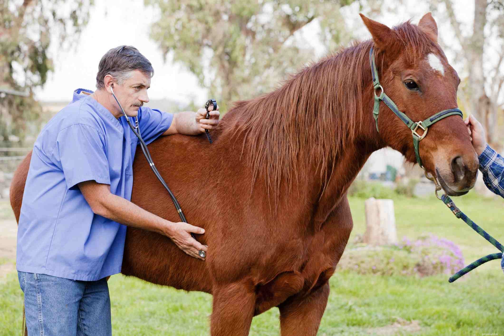 15 fascinerande fakta om hästar