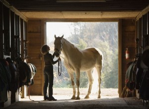 Traga seu cavalo para casa - os primeiros dias