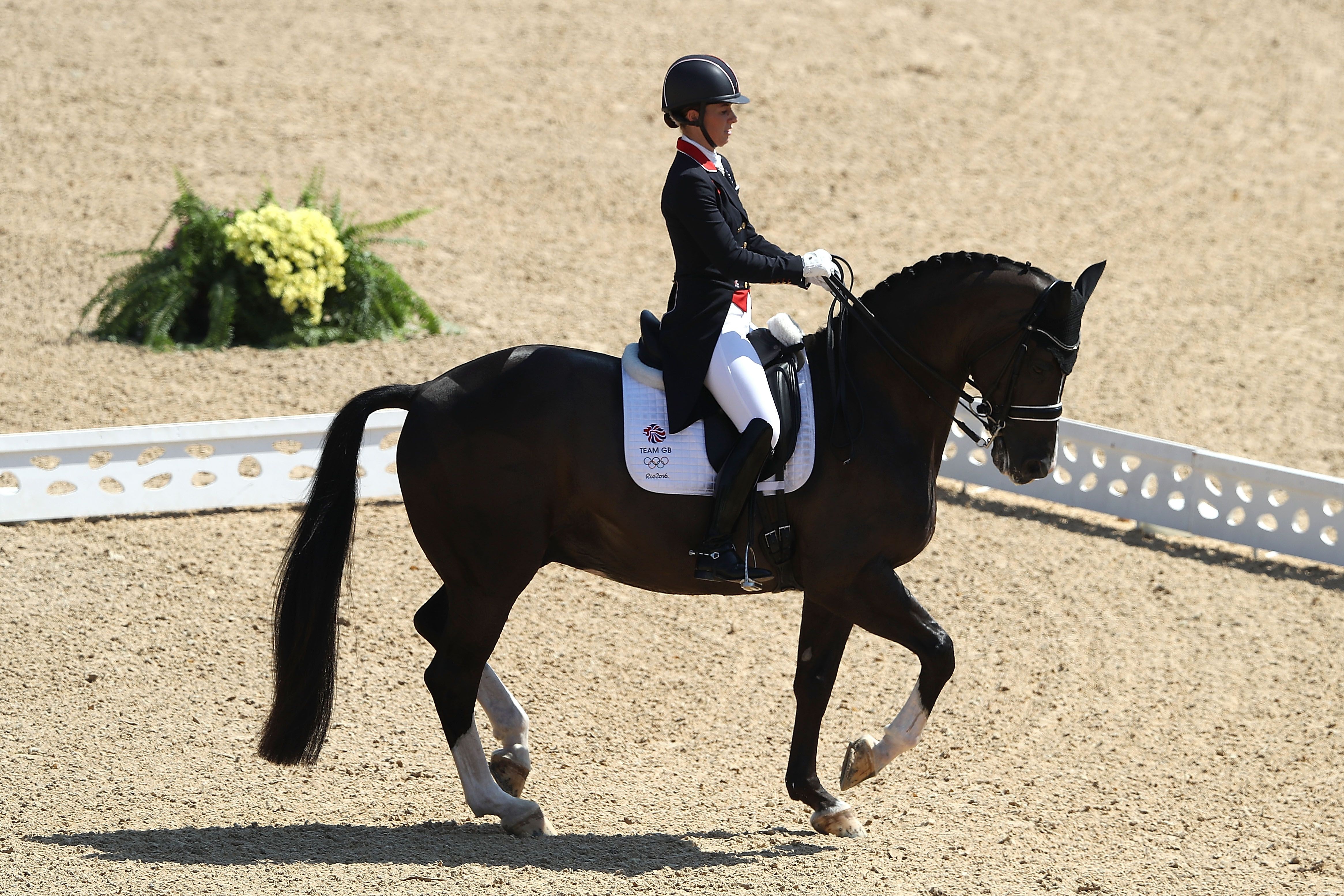 Что такое олимпийские конные виды спорта?