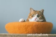 54 nomi di gatti arancioni
