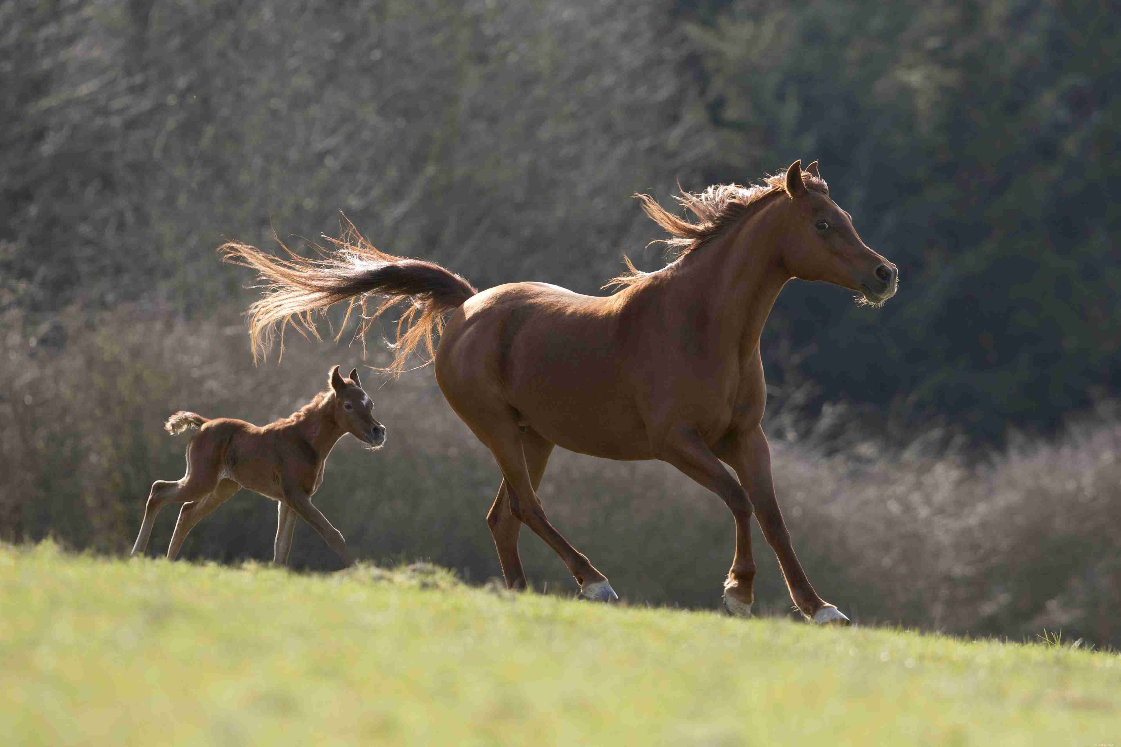 10 beste paardenrassen voor beginnende eigenaren en ruiters