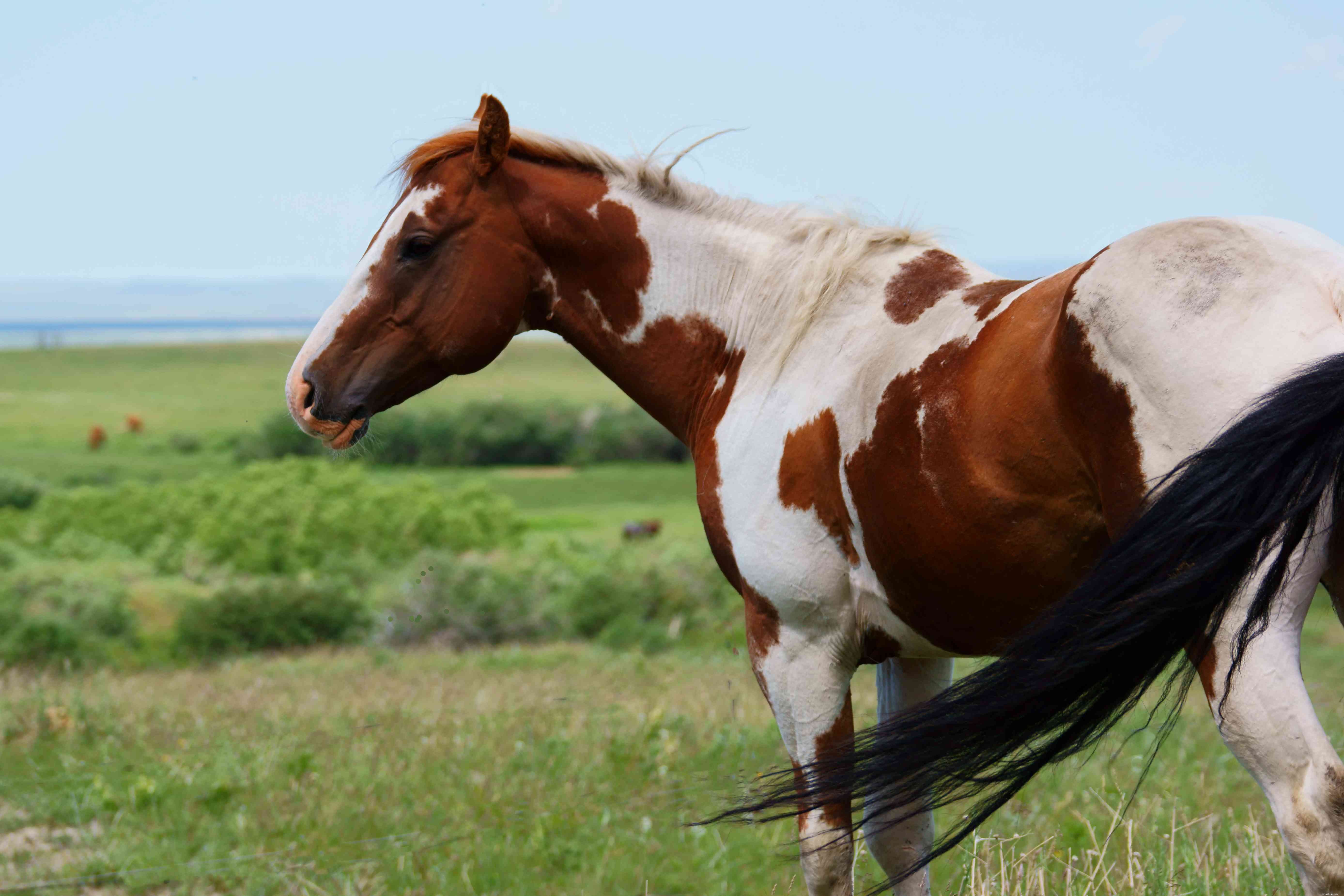 10 meilleures races de chevaux pour les nouveaux propriétaires et cavaliers 
