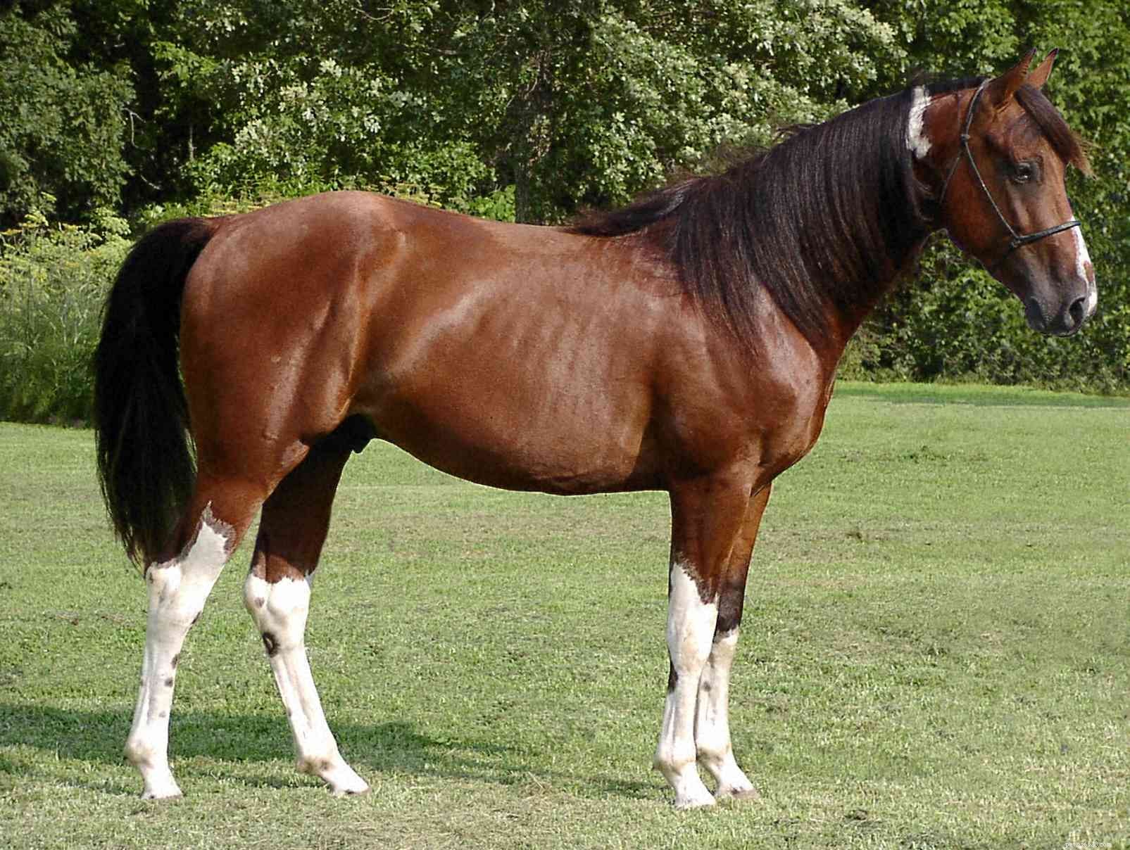 初めての所有者とライダーのための10の最高の馬の品種 