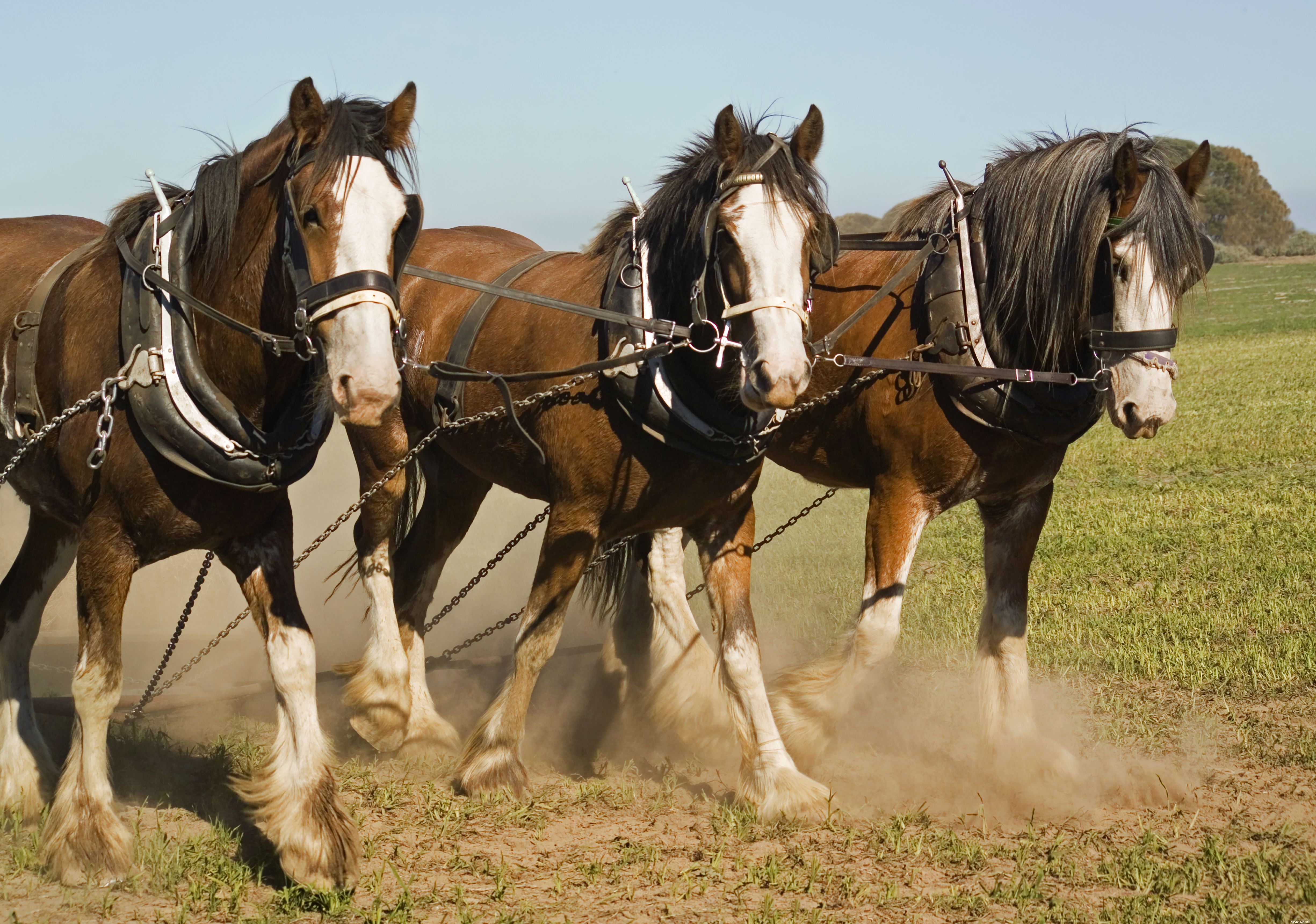10 bästa hästraser för förstagångsägare och ryttare