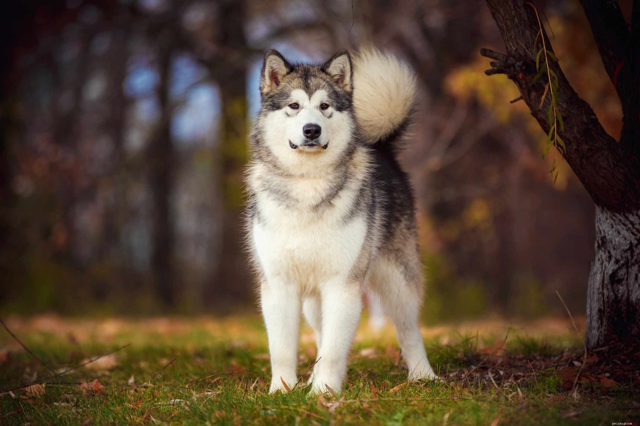 4 beste hondenrassen uit Alaska