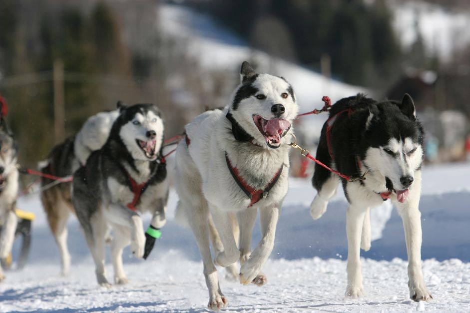 4 melhores raças de cães do Alasca