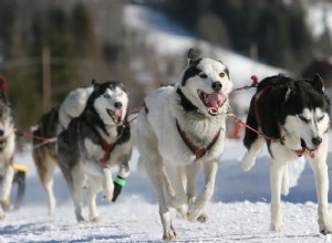 4 nejlepší aljašská plemena psů