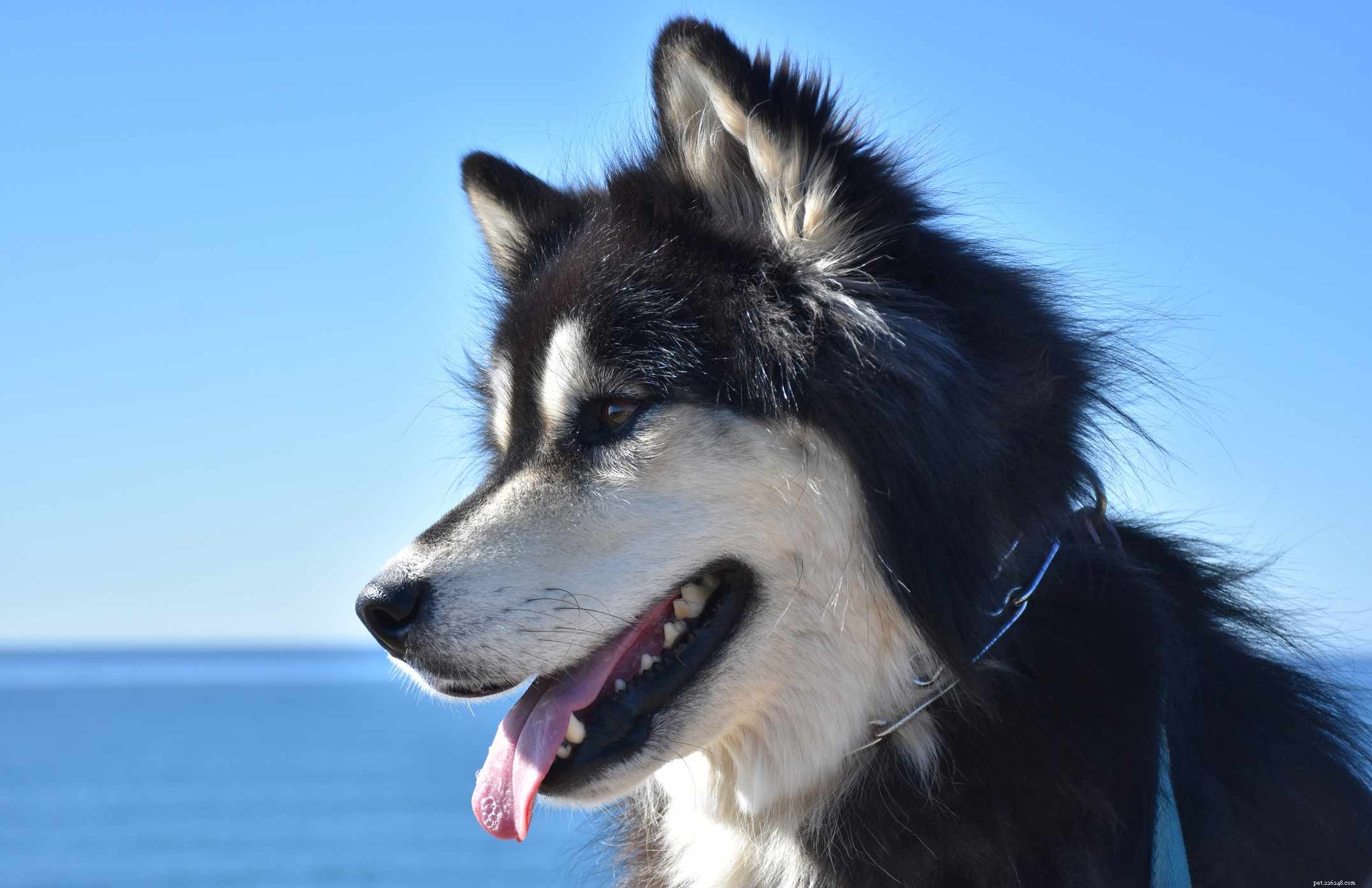4 melhores raças de cães do Alasca