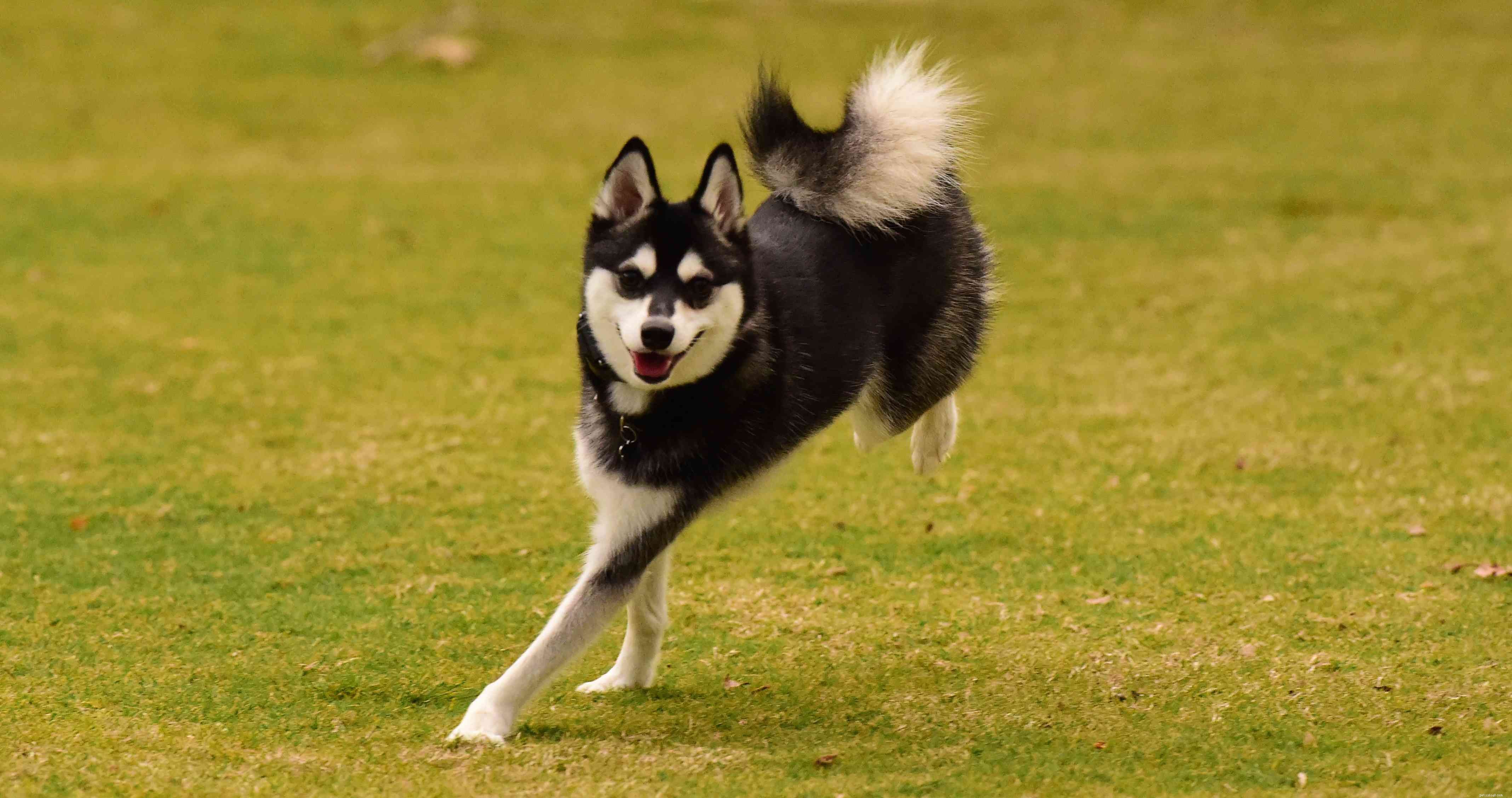 4 migliori razze di cani dell Alaska