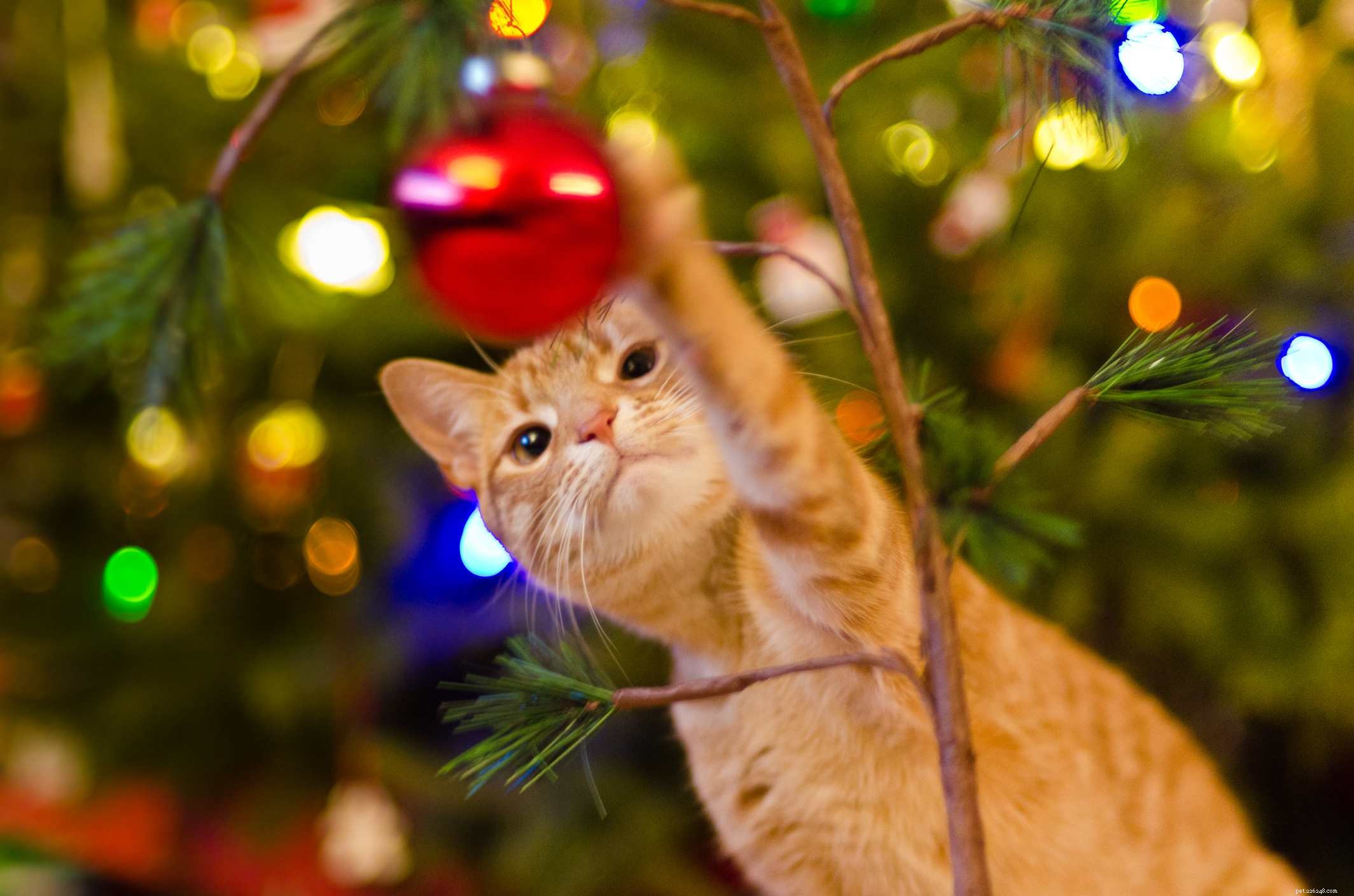 10 vánočních bezpečnostních tipů pro kočky
